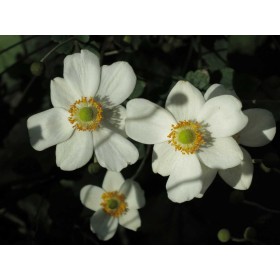 Madison Park- anemones