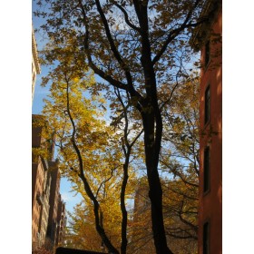 Gramercy Park  - foliage #2