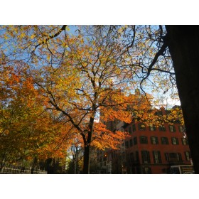 Gramercy Park  - foliage #3